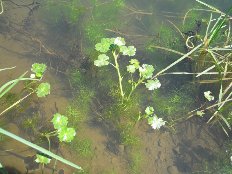 Ranunculus peltatus / Ranuncolo peltato